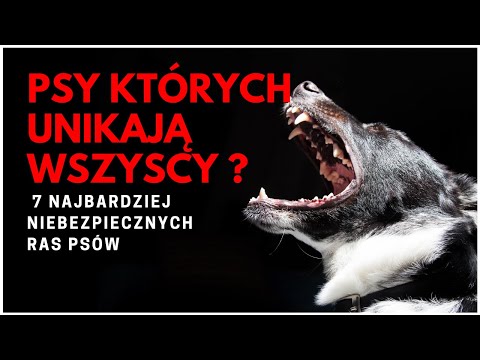 7 NAJNIEBEZPIECZNIEJSZYCH RAS PSÓW