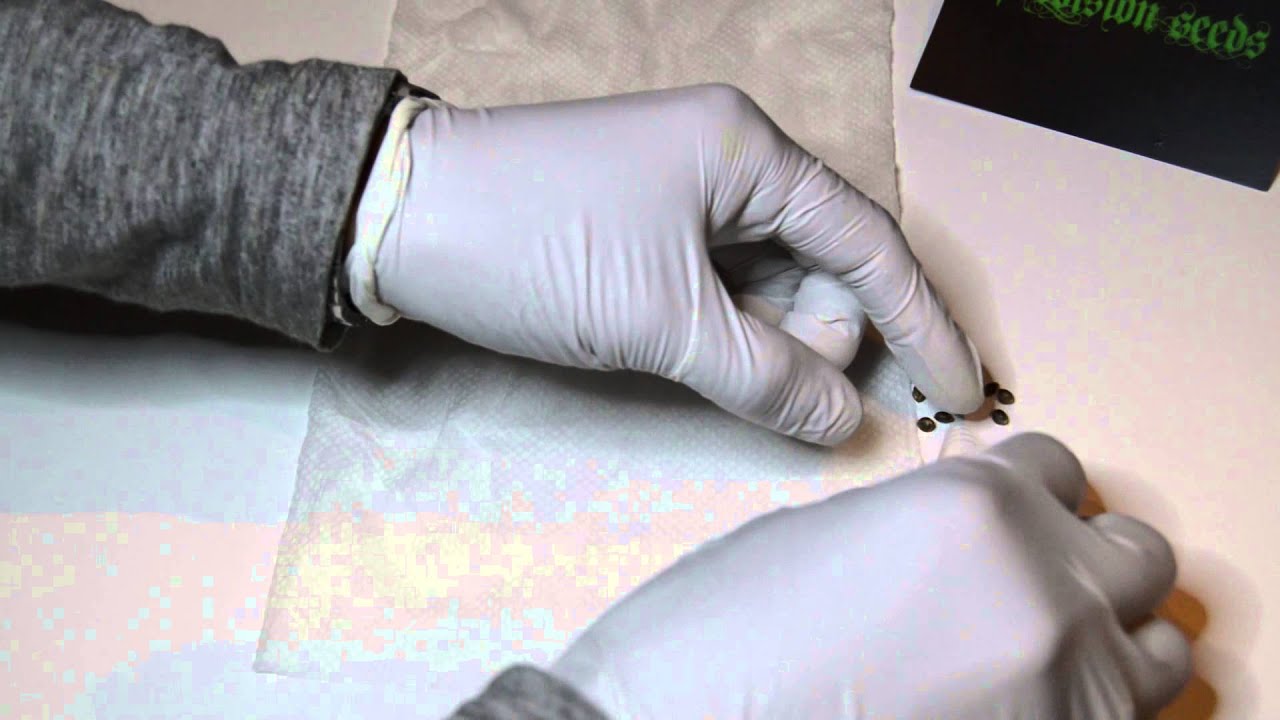 germinating seeds with paper towel method YouTube