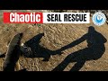 Entangled Seals EVERYWHERE: 4 Rescues in 1 run