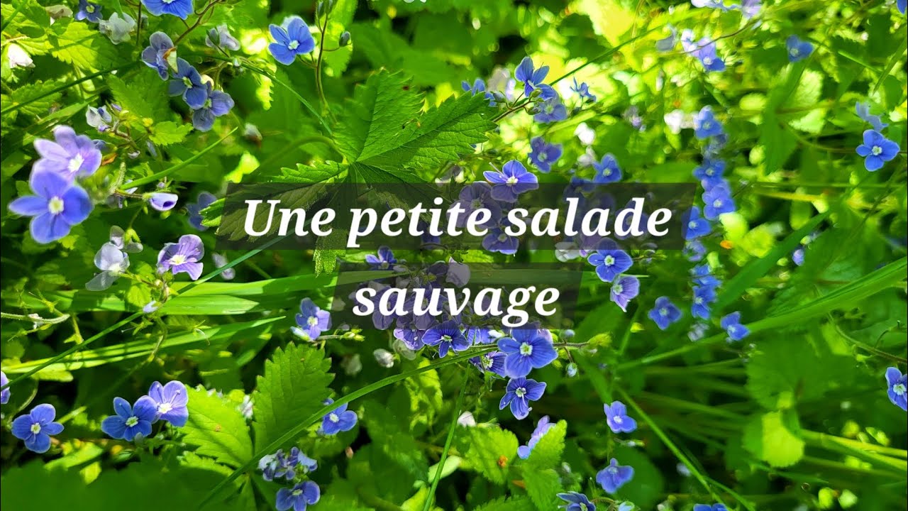 Une petite salade sauvage !
