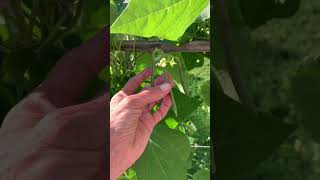 The amazing and diverse Cherokee purple trail of tears beans👩🏻‍🌾🌿🫘🫛