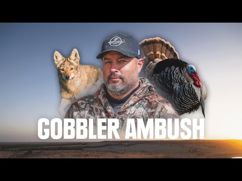 Turkey Down After Coyote Nearly Ruins Everything! WILD HUNT!