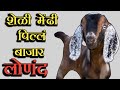 लोणंद शेळी बाजार /लहान पिल्ल विक्रीसाठी /खरेदी विक्री /उस्मानाबादी शेळी /lonand goat market