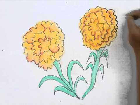 Featured image of post Drawing Of Marigold Flower - Do you want to make a marigold paper flower and to have your own long lasting small sun at home?
