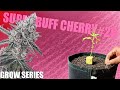 👊 Super Buff Cherry #26 Grow Log &ndash; Let&rsquo;s Bring Her Back!