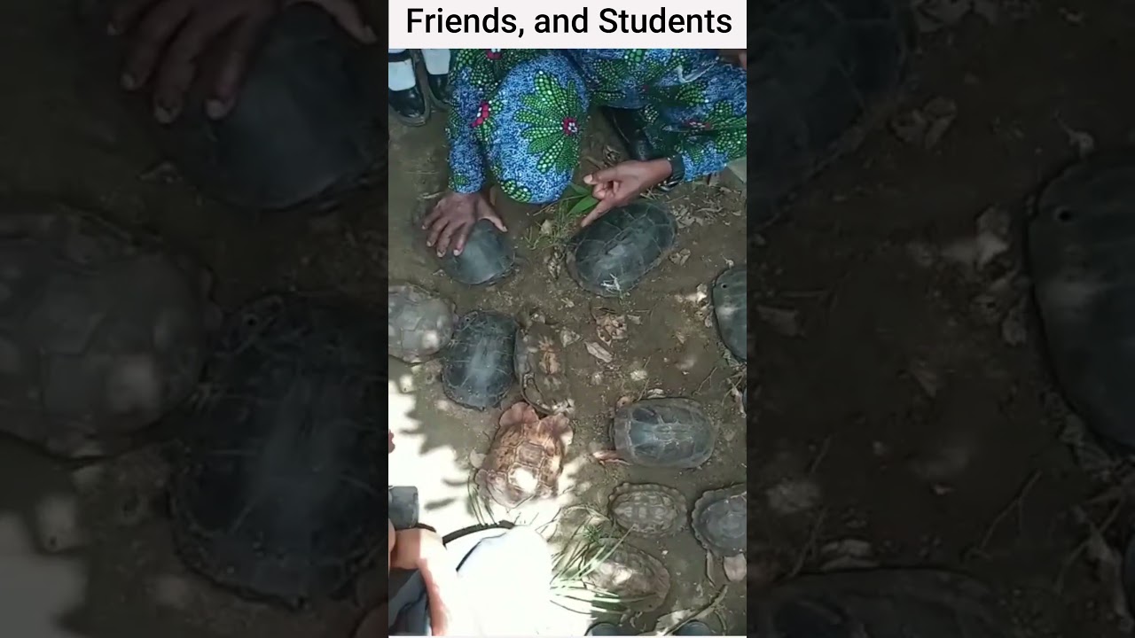 Molding Future Heroes: Can Kids Save Tortoises from Extinction? 