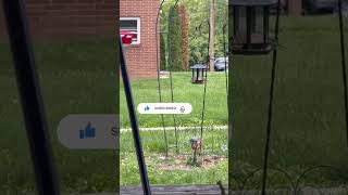 Mid day train sounds #shorts #ytshorts #viralshort #freighttrain #trainsounds 5/3/26