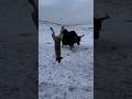 눈 덮인 대초원, 야크와 개의 만남...결과는? 🐕💥🐃A Dog vs. A Yak in the Snowy Wilderness… Who Wins?