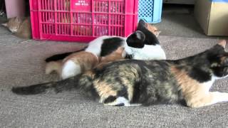 農家でのんびり暮らす猫（北海道三笠市）20130702