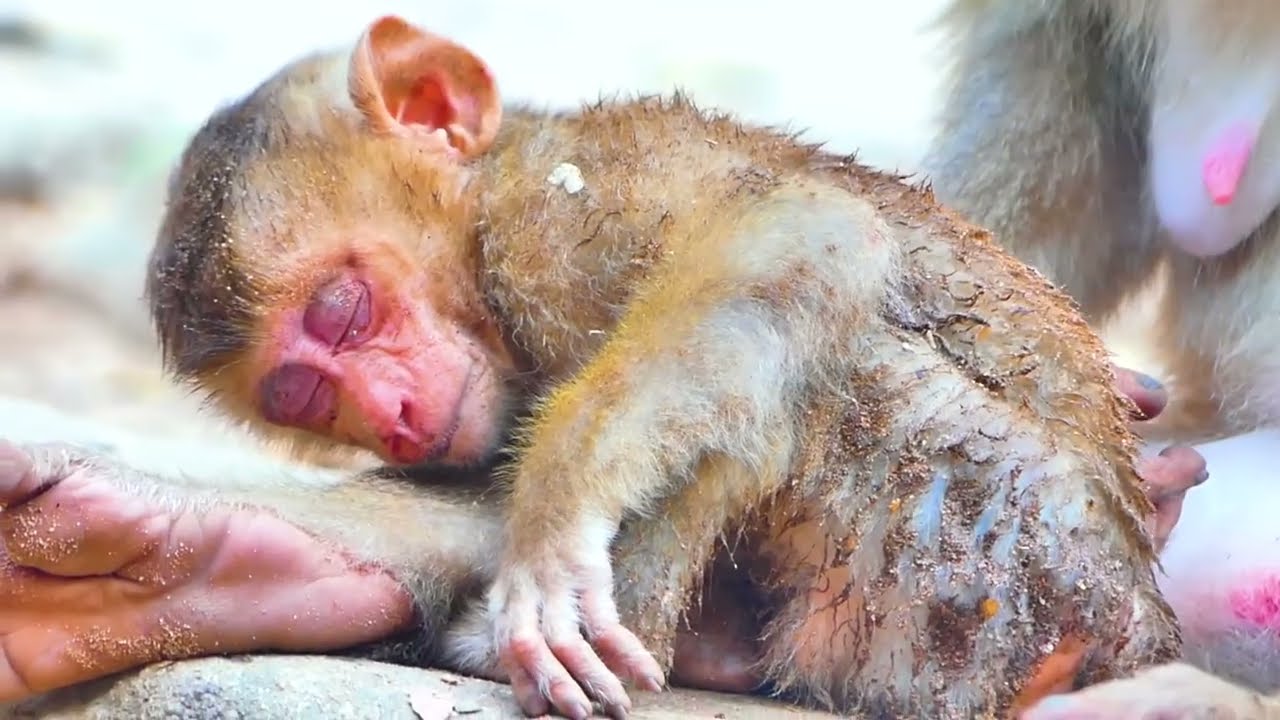 MG poor baby monkey, Mom weaning baby to stop milk request