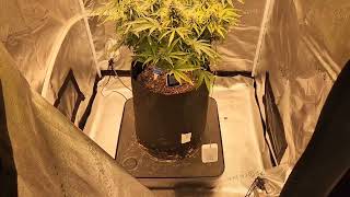 Weekly update grow #7 octopot grow room.