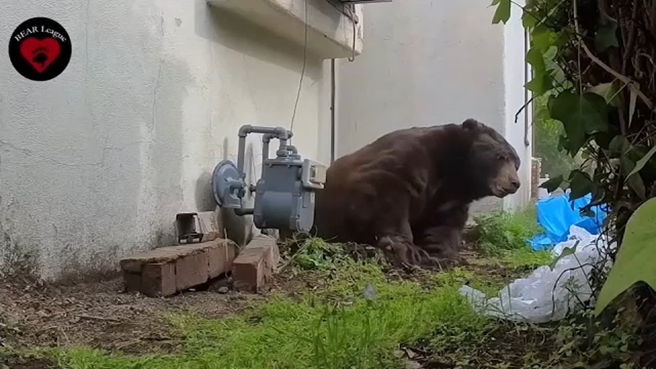 550-pound bear finally evicted from SoCal home after nearly 2 months