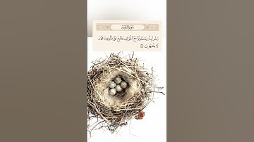 القرآن_الكريم #سورة التوبة #الشيخ فارس عباد
