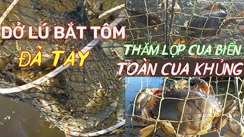 Cùng Trải Nghiệm Thăm Lú Tôm và Lợp Cua Biển || Kết Quả Ấm Lòng @Sông nước Cà Mau