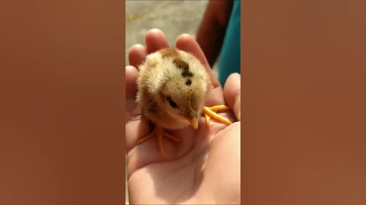 32 - #shortsvideo #shorts #letsgovlogs let's go Vlogs & Lifestyle