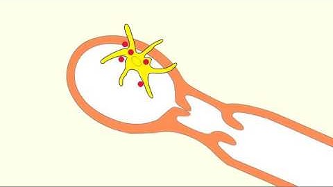 9 2 Dendritic Cell Migration