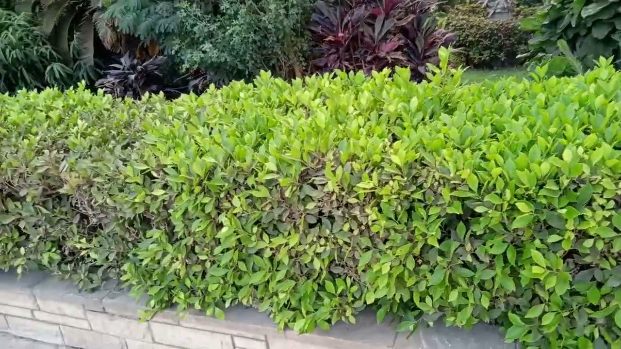 اشهر انواع الأشجار المستخدمة في عمل الأسوار النباتية