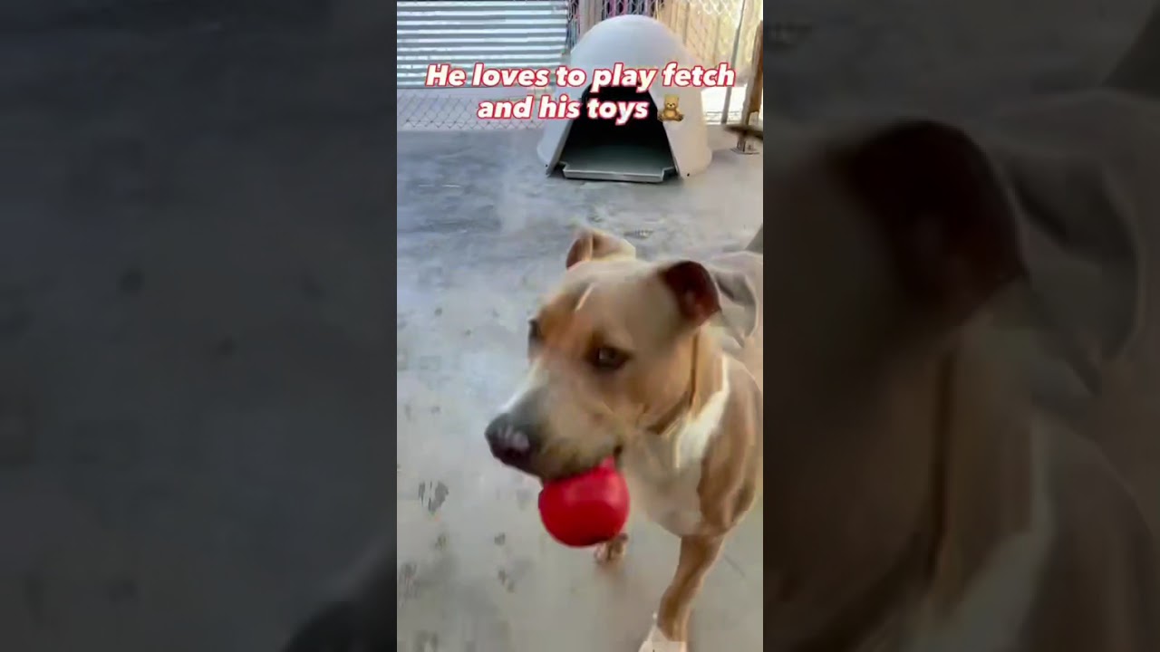 Spurs is SO ready for a family!