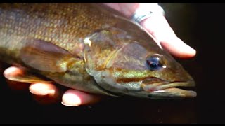 Single Hand Skagit for Smallmouth Bass - OPST