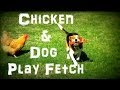 Chicken &amp; Beagle Play Fetch