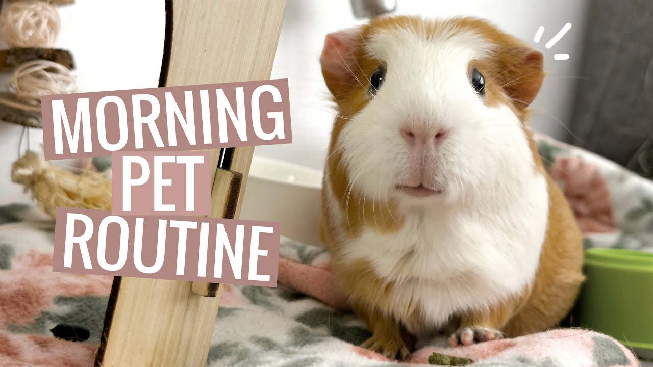 MY MORNING PET ROUTINE | 2025