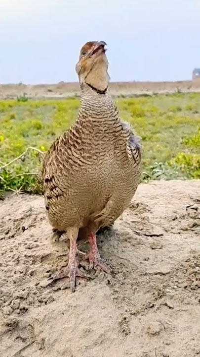 Gora Teetar Ki Awaaz #gorateetar #iraniteetarkiawaz #shortvideo #viralvideo #trending #short