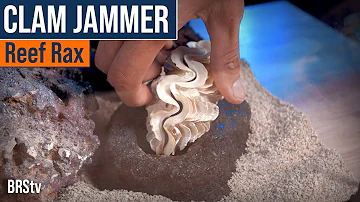 Give Your Reef Tank Clams a Steady Foot With the Reef Rax Clam Jammer. Also Works With Anemones!