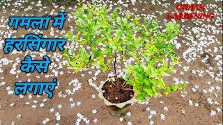 Night Jasmine | हरसिंगार/पारिजात फूल की जानकारी एवं गमला में लगाने का तरीका जाने