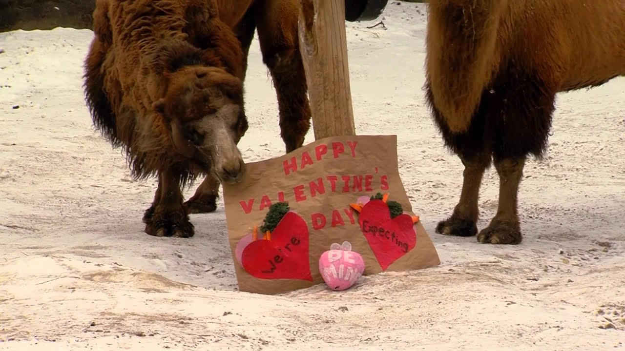 Animals Get Valentine's Day Treats Cincinnati Zoo YouTube