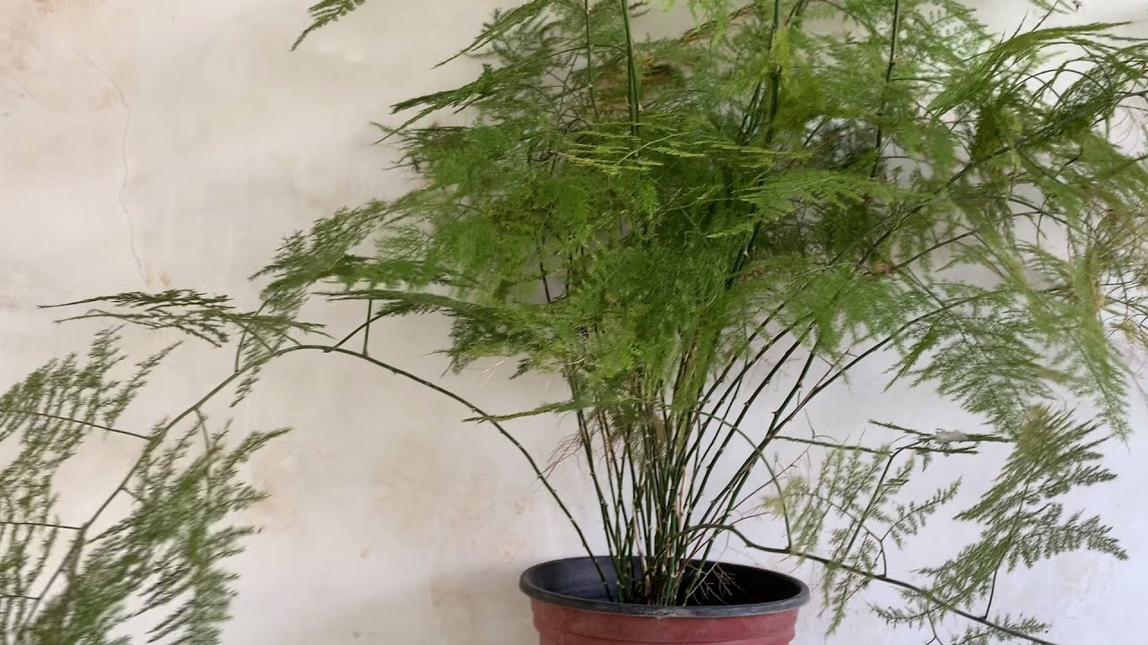 Care and Propagation of Asparagus Plumosus [ English Malayalam