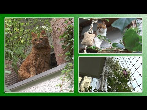 katzengerechter-balkon-|-tierheimtv-informiert