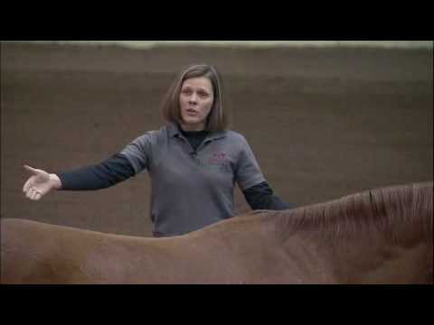 Equine Chiropractic Work, provided by eXtension