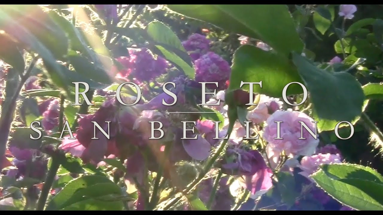 Roseto San Bellino (Rovigo) - Rose antiche - Italian Natural Rose Garden - 'Roses of Yesterday'