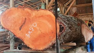 Full duration ! Pemotongan kayu mahoni merah terbesar dan berbahaya disawmill