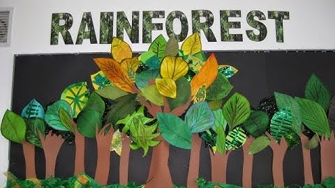 Layers of a Rainforest