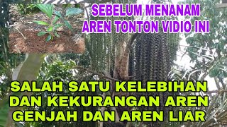 aren genjah atau aren liar