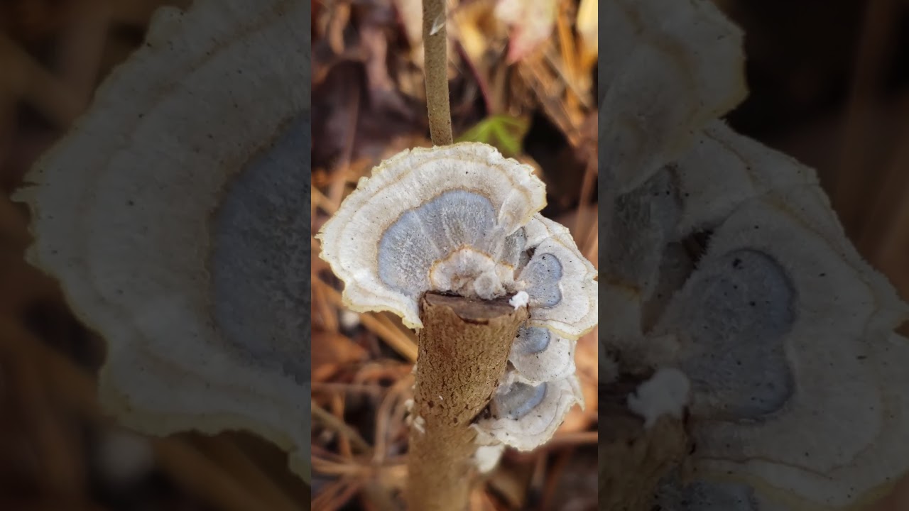 sound of silence forest ambience coastal mushroom seashell vibes turkeytail mushroom selva lore