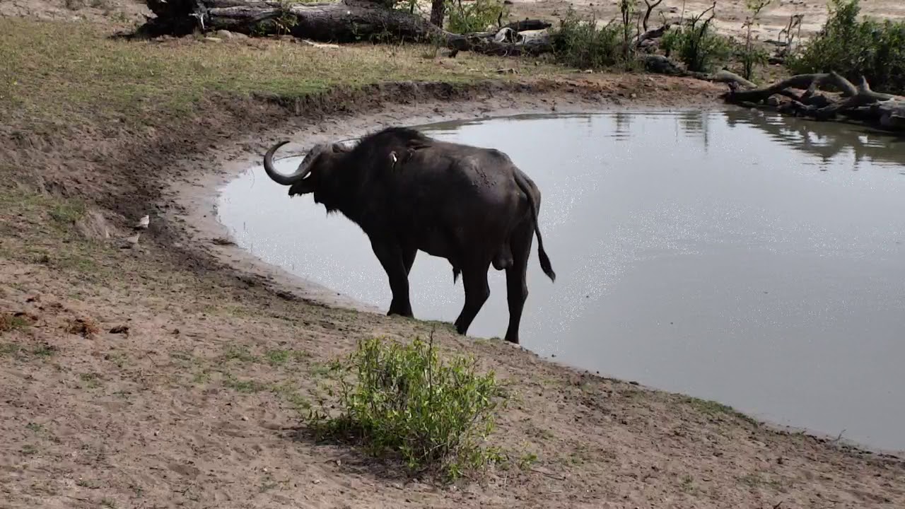 Djuma: African Buffalo with front limping leg still around - 