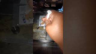 Apbt Puppy. Pitbull Puppy Parvo Shots.