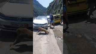 Mischievous Monkey Gives Chase to 3 Guys