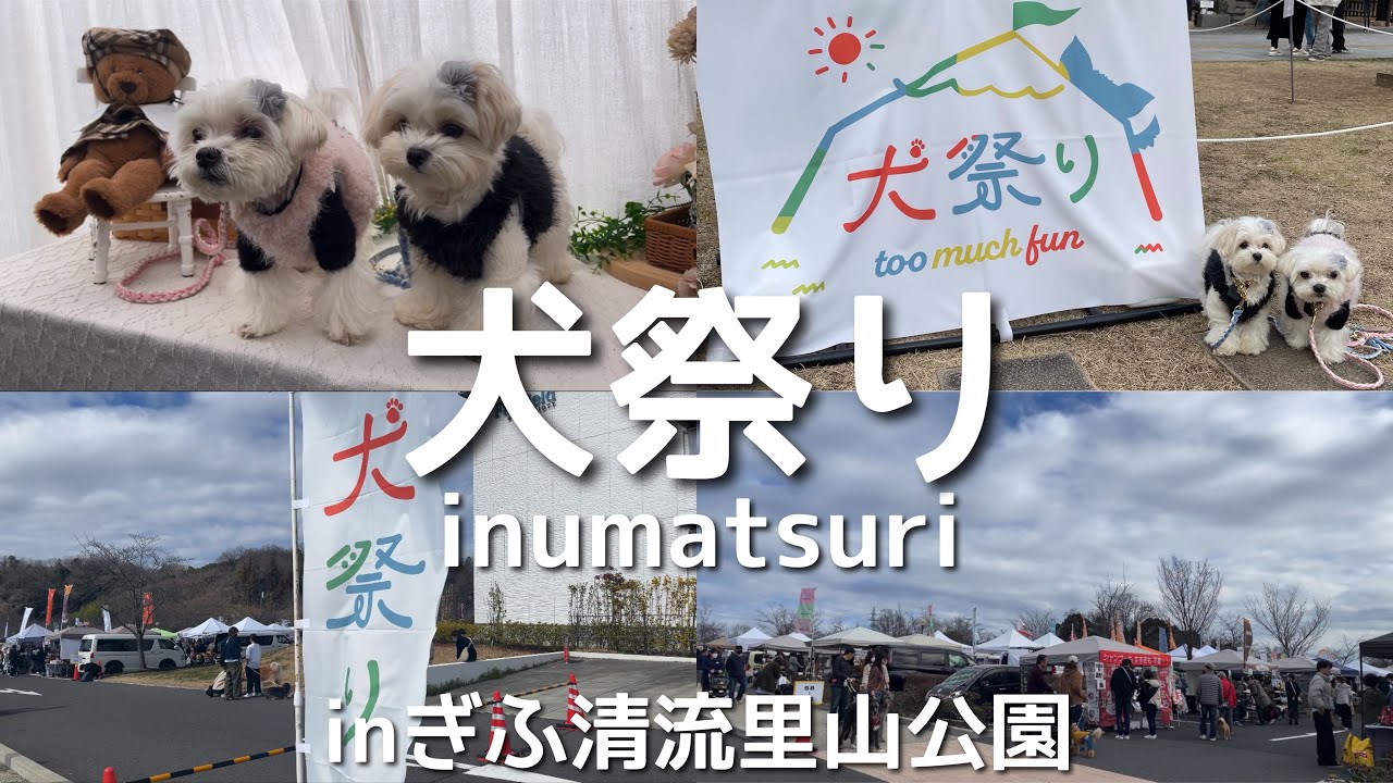 【犬イベント】犬祭りinぎふ清流里山公園に行ってきました！！part1 マルシェ/vlog/犬とお出かけ/マルチーズのアンジェ/マルプーのコア/多頭飼いの日常