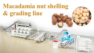 How to shell and grade macadamia nuts in bulks? Macadamia nuts shelling & grading plant supplier
