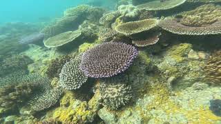 The Great Barrier Reef