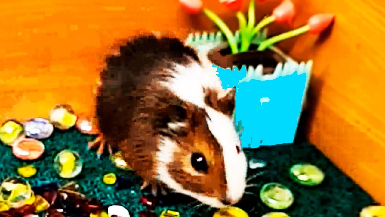 Cavy care, The princess is in her castle.