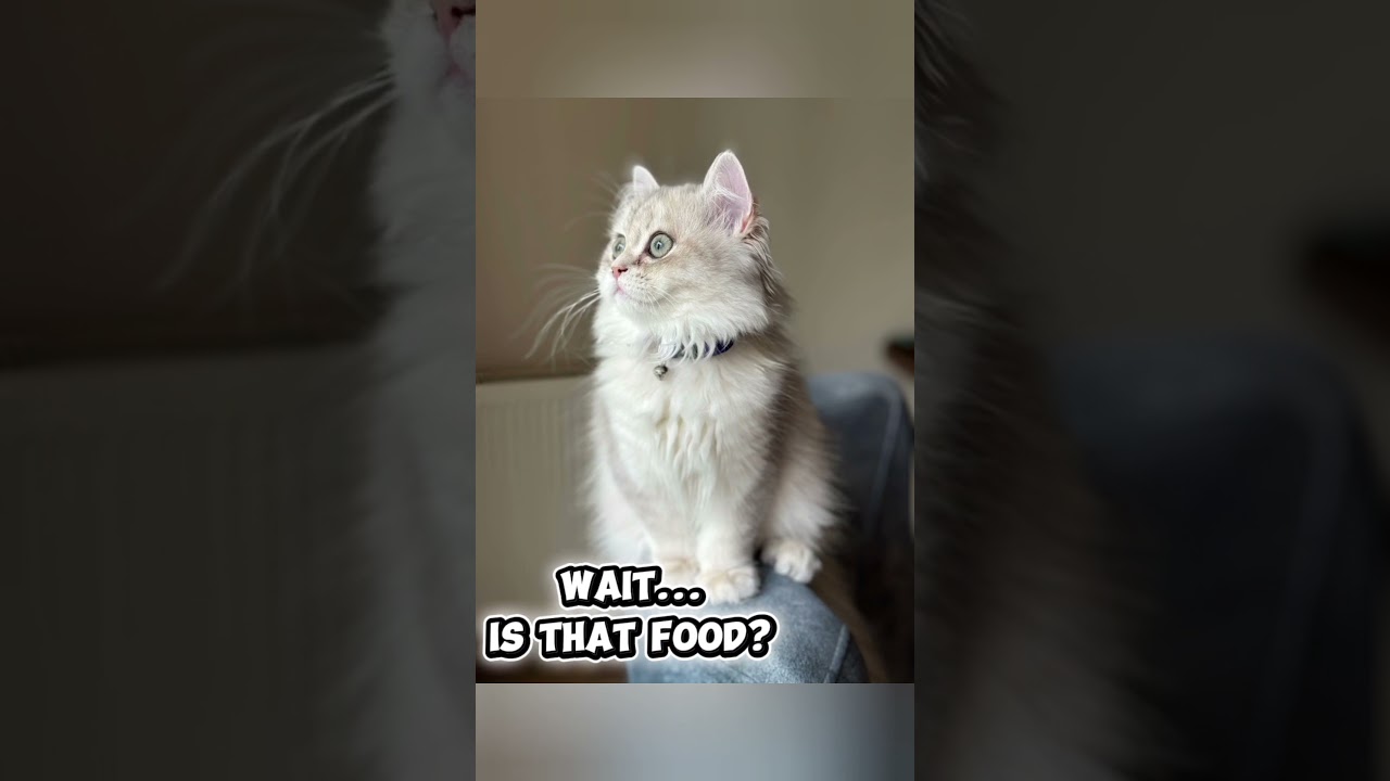 Your cat thinks everything is food 😹🐾 