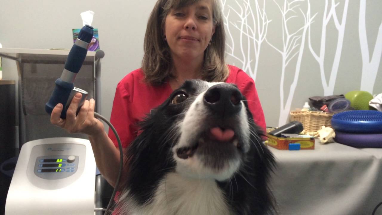 Four Leg Rehab Inc - Shockwave