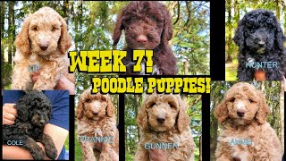 Poodle Litter 02   Week 7 Update