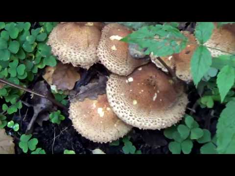 Чешуйчатка обыкновенная. Съедобные грибы. Как распознать.