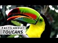 Toucan facts: you know what you say about big beaks... | Animal Fact Files