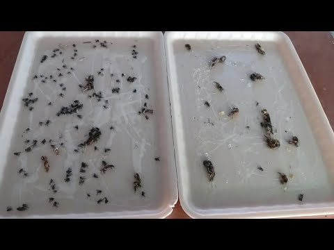 Βίντεο: Είναι ζώα οι παγίδες με μύγες της Αφροδίτης;